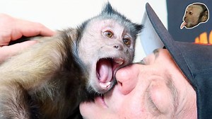 83K views · 5.3K reactions | Capuchin MonkeyBoo has an adorable bonding session with his pet human Pete! ❤️ This funny monkey gives play bites, gets tickled and laughs, does some back flips and curiously plays with one of his favorite new toys!  Always like and SHARE MonkeyBoo with a friend!  | MonkeyBoo | Facebook
