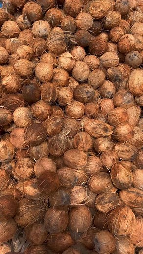Coconut export and domestic market! #coconut #export #domestic #market #loss #money #rain #reels #tamil #explore #vlog | The Coco Brothers
