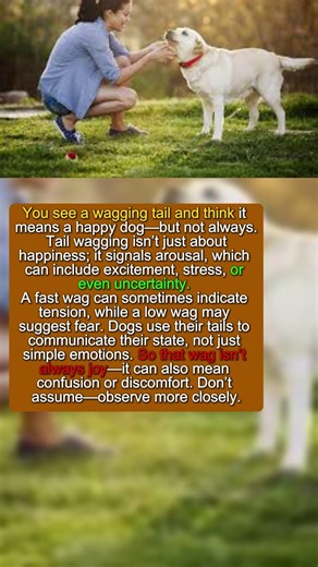 Your Dog Isn’t Always Happy When Wagging #dogpsychology