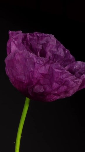 Thoughts Create Reality (How It Works) #manifestation #thoughts #reality #mindset #science #shorts