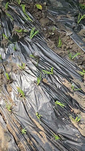 파 모종 심는 시기 파 모종 심기 Season for planting green onion seedlings Planting green onion seedlings