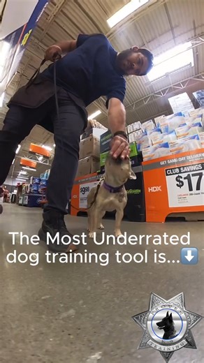 1.1K views · 11 reactions | The leash!!! Dogs are already very...