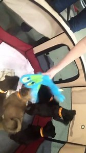 10K views · 143 reactions | Update 12/1: all puppies have been adopted, yay! We have puppies up for adoption today! ❤ They are 8 week old lab and rough collie mixes. So sweet!  Please take a look at Pensacolahumane.org for our adoption guidlines, and more pictures! These furry buddies are only $100! To approved homes. | Pensacola Humane Society | Facebook