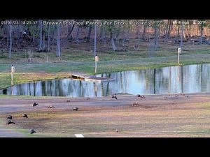 Brownville's Food Pantry For Deer "Richard's PTZ"