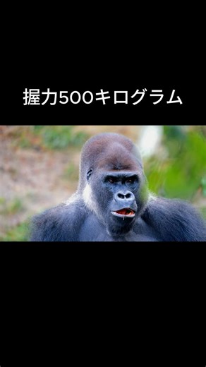 ゴリラはB型のみ！？