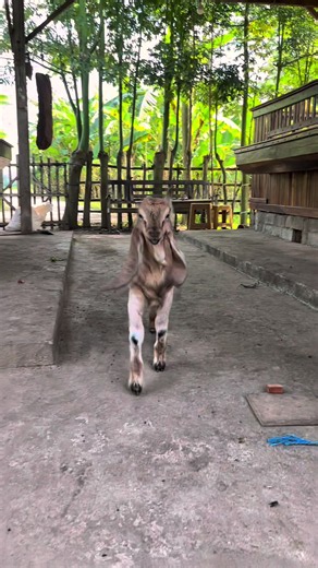 Peranakan Ganden: Profil dan Perawatan Kambing Peranakan Ganden