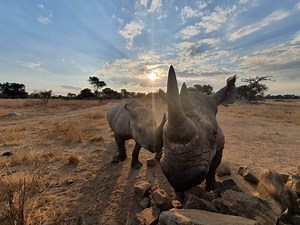 Elephant & Rhino Conservation Volunteer Project in Zimbabwe