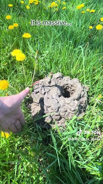These massive holes with large chimneys all over our yard are created by crawdads. Did you know they can travel uo to 2 miles from water source! @Mad.River.Maggie taught this to me when I first moved to this home! Missing her and her wisdome every day!! #crawdad #crawdadchimney #farm #farmlife #showstock #nature #springtime #spring #mothernature #water #crawdadholes