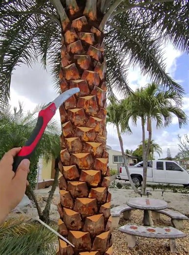 How to cut diamonds on a Sylvester Palm ￼