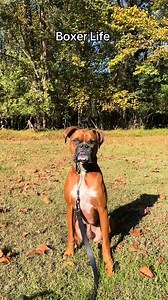 92K views · 3.8K reactions | Nothing beats the sound of a happy boxer  #BoxerDog #BoxersOfTikTok #HappyPup #DogSounds #BoxerLove #DogsOfTikTok #CuteDog #PuppyJoy #Fyp #DogLife | Georgie The Singing Boxer | Facebook