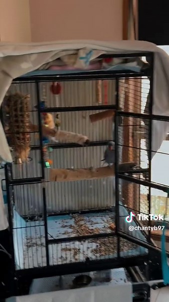 Drama Queen Inside Cage: Unlocking the Doors | Cute Animal Behavior