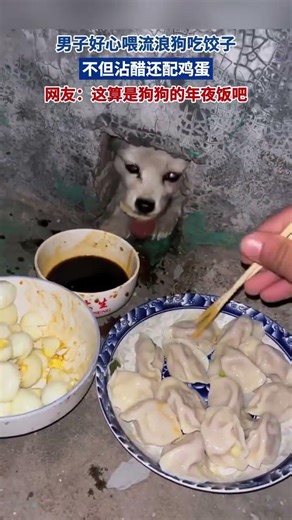 男子好心餵流浪狗吃餃子 沾醋還配雞蛋 網友：這算狗狗的年夜飯 #share #正能量剧情 #pets #cute #寵物友善日常