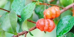 13 Benefícios da pitanga, fruta sensacional e 100% brasileira!