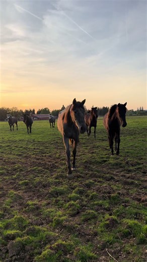 Discover Nuño’s Andalusians: Exquisite Andalusian Horses