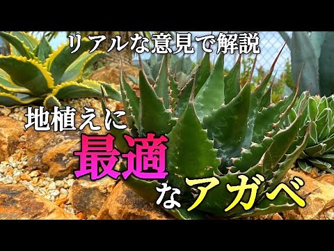 [Ground Planting Agave] Introducing Agave varieties recommended for planting in the ground of a d...