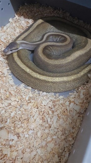 20K views · 354 reactions | Another bunch of 讀 From: pinstripe...