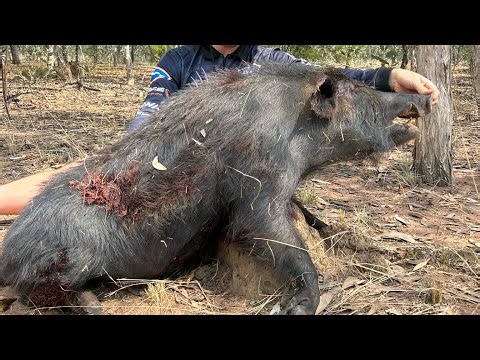 Pig Hunting QLD Gulf Country | With Dogs!