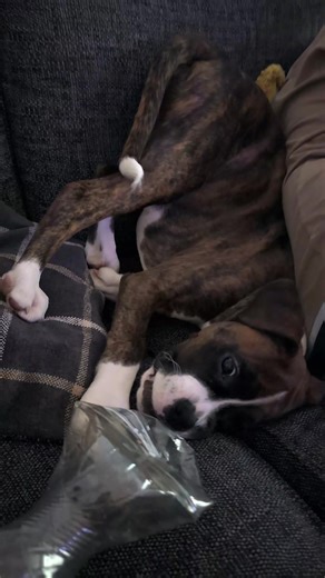 Anyone else's Boxer obsessed with hair? #dog #dogs #dogtok #boxers #boxerlife
