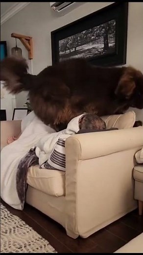 El "PERRO OSO" gigante de 68 kg 🐻 Todo sobre el TERRANOVA