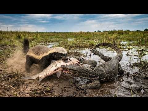 A Honey Badger Steals an Asian Water Monitor’s Prey — Chaos in the Swamp