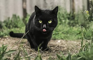 Top 18 Loài Mèo Đen Được Săn Tìm Nhiều Nhất - Thichthucung.com