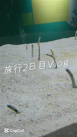 【旅行】海遊館のお土産たくさんあったよ！！おすすめ #旅行vlog #旅行#Vlog#雰囲気ゲー #水族館 #宿泊 #バズれ #海遊館#白浜#宿#shorts