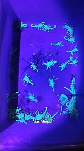 scorpion sting / LED scorpion flashlight