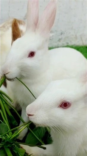 Cute Rabbits Eating Grass 🐰🌿 #shorts