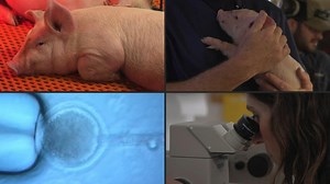 A US Farm Breeds Pigs For Human Kidney Transplants