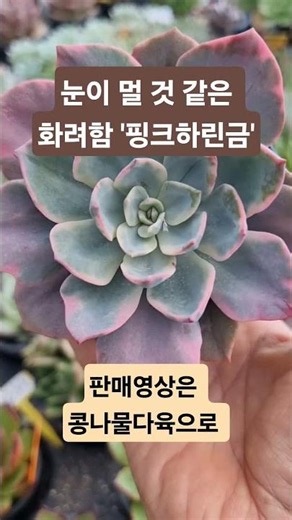 명품 금다육! 초록과 핑크 복륜금의 역대급 조화, 핑크하린금 실물 영접 💗 #심폴콩나물다육 #모두판다육
