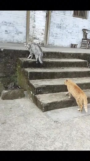 Cat Gets Playfully Slapped by Mischievous Pet