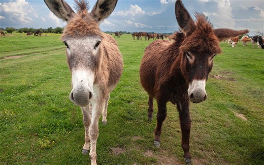 Donkey vs. Mule: What's the Difference?