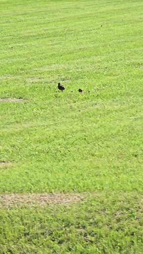 American Woodcock Momma with Three Chicks — Spring Highlight
