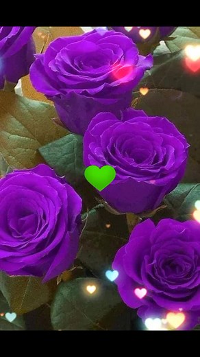 Exploring Purple Roses and Carnations in Bloom
