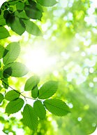 Autotrophs and Heterotrophs ( Read ) | Biology