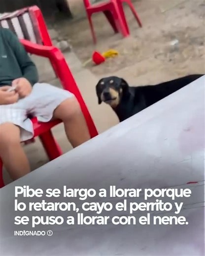 INDIGNADO on Instagram: "Amo 🥰🐶"