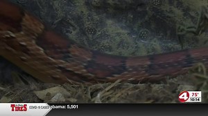 What to look out for during baby snake season