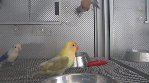 #E Lovebird – LB #Fischers Masked #M Burung Cinta – Burung Cinta #C 费氏 #牡丹 爱情鸟 - 情侣鹦鹉 1. English Please ⬇️Scroll Down⬇️ 2. BM 📲Tatal ke Bawah Halaman 💻 3. 🌐华语🌐请点击📥往下📱查询 📩 #E Details #ForAllPetLovers - With LICENSE & RING Number - Baby Handfeeding / Young / Adult / Pair #AlbinoLovebird #PiedLovebird #BlackLovebird #DiluteBlueLovebird #DiluteYellowLovebird #LutinoLovebird #CinnamonLovebird #HybridLovebird * They are one of the smaller lovebirds, about 14-15 cm in length and 42-58 g weight. 