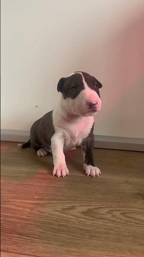 World's Cutest Bull Terrier Puppies