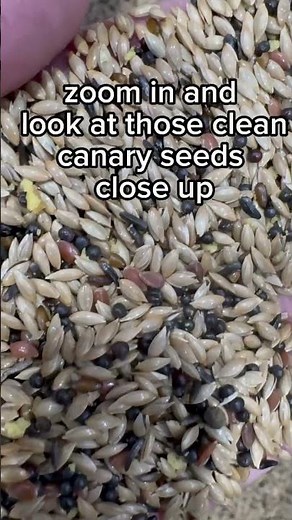 How Clean Should Canary Seed Be? | Haith’s SuperClean Super Canary Seed #canaryseed #cagebirds