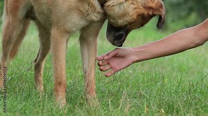 Human and the dog connection. The concept of trust and friendship.