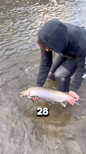 PART 2. Ohio steelhead fishing success #steelheadfishing #steelhead #fishing