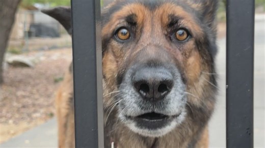 Dog kills rabid bobcat that was involved in several attacks