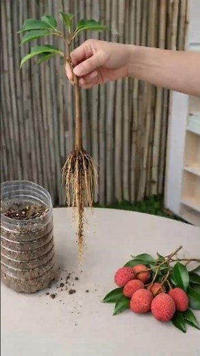 Lychee Cutting Propagation 🌱 Fast Method for Healthy Seedlings #farminglife