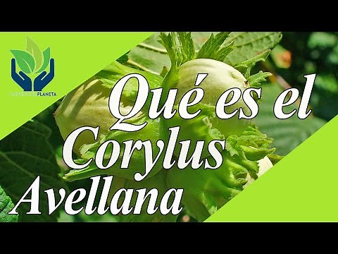 Corylus Avellana (Common Hazel): types, care, characteristics, habitat