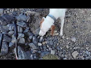 Κυνηγι λαγου Hare hunting αλπικα.(119)