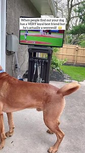 4.2M views · 10K reactions | Meet Wags, the Werewolf He’d love to drop by, just leave the door open  #funnydog #dogsoftiktok #dog #popular | Mykomushroom | Facebook