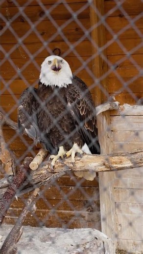 Hear the Bald Eagle