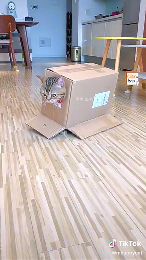 When the cat learned to drive a motorcycle.😂😂😂#catwalk #catbox #catslife #cutecat #catdriver #kitty #foryou #TreatiestCupContest