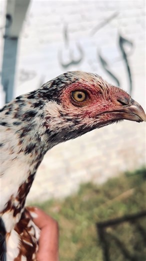 Home Breeding Tips for Aseels